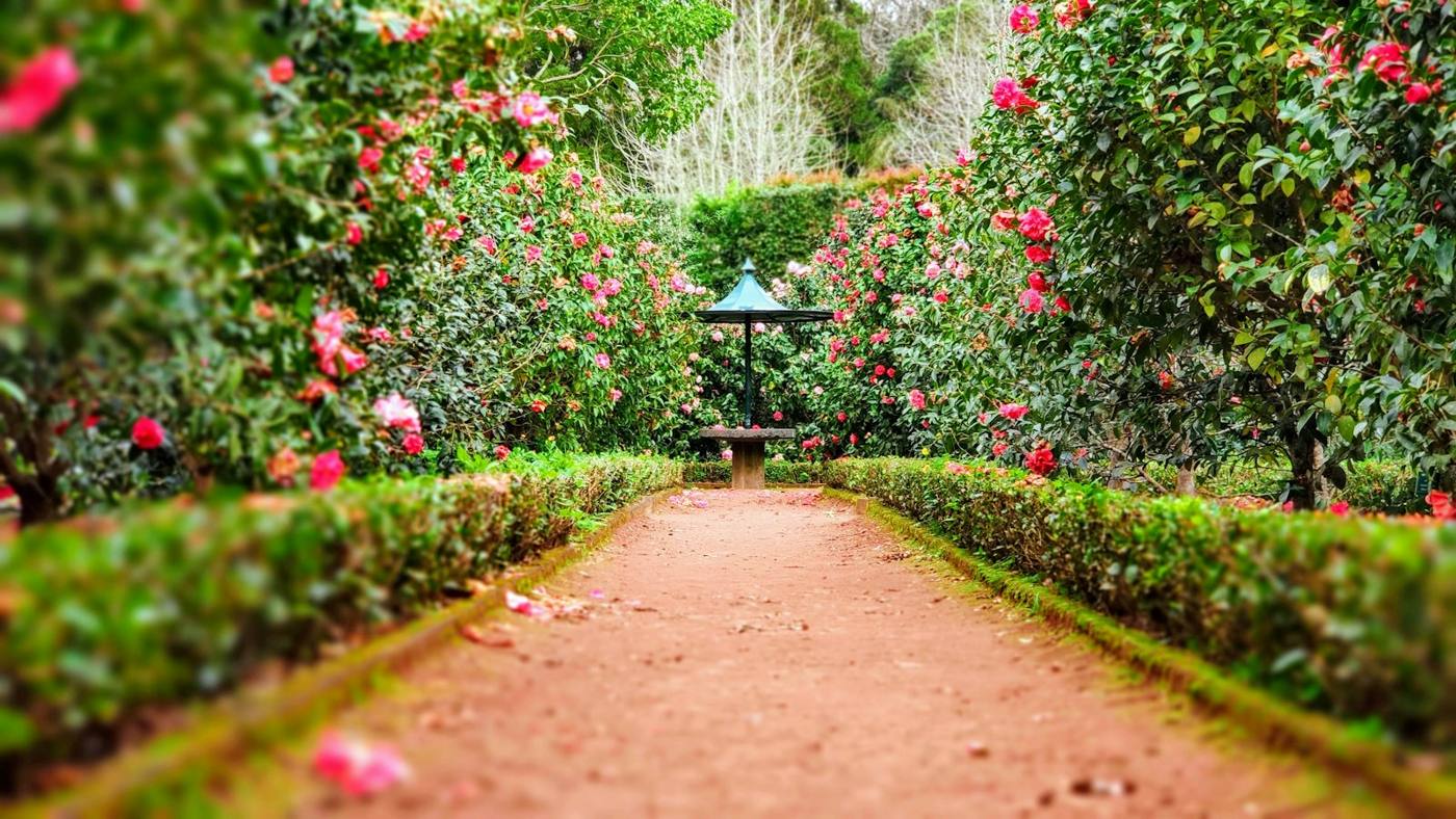 Allée de jardin entre les plantations.