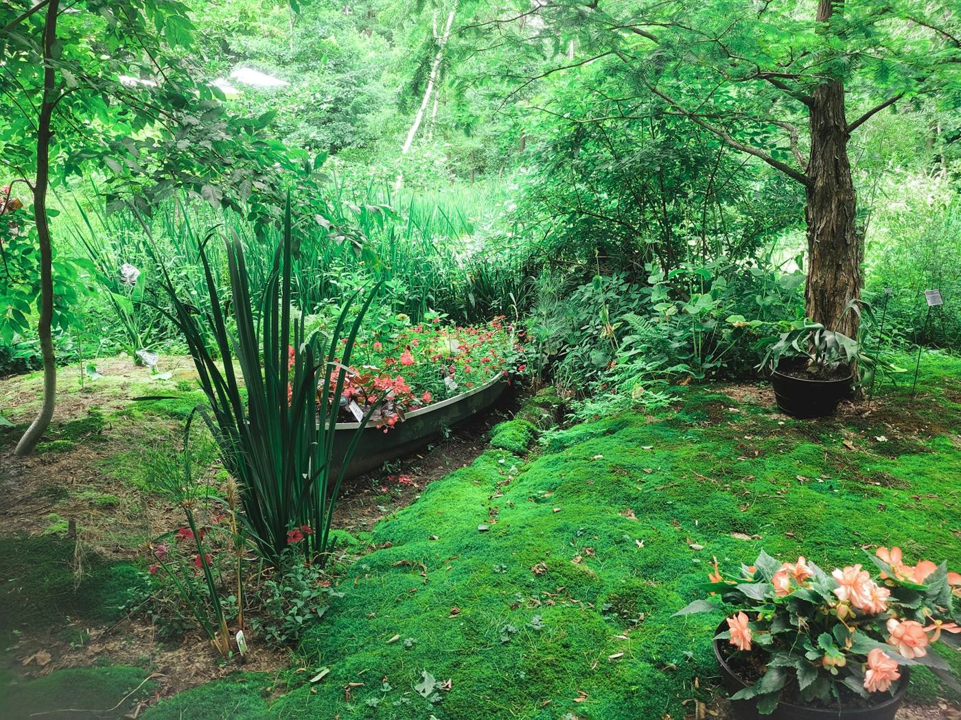 Pelouse tondue au bord d’un jardin.